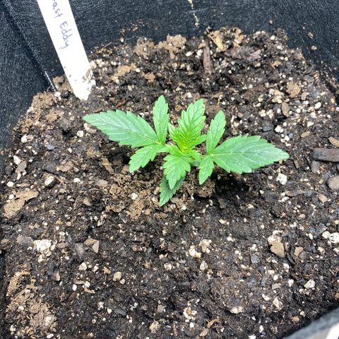 Fast Eddy growlog timeline photo