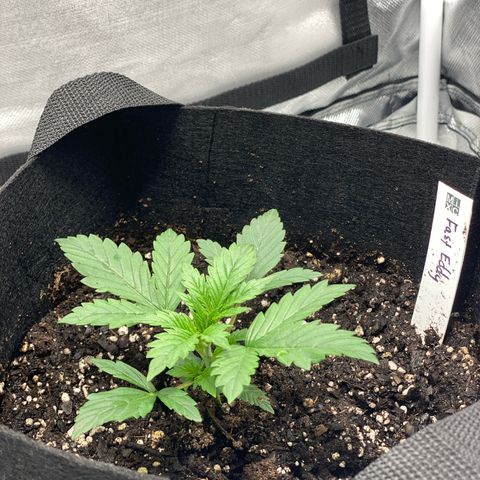Fast Eddy growlog timeline photo