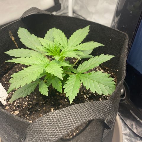 Fast Eddy growlog timeline photo