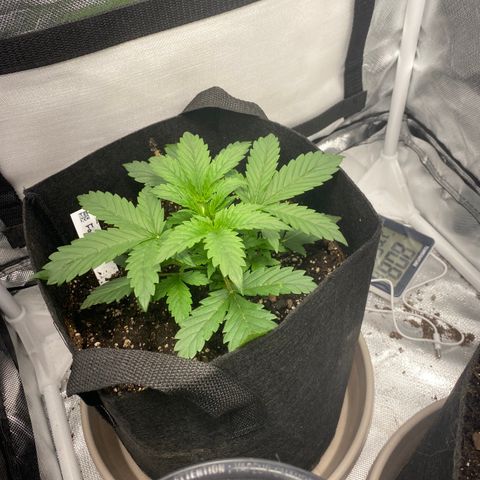 Fast Eddy growlog timeline photo