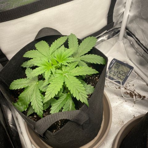 Fast Eddy growlog timeline photo