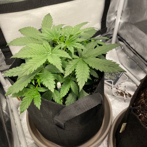 Fast Eddy growlog timeline photo