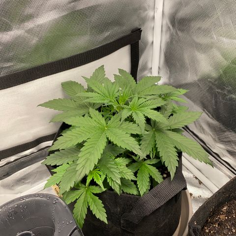 Fast Eddy growlog timeline photo