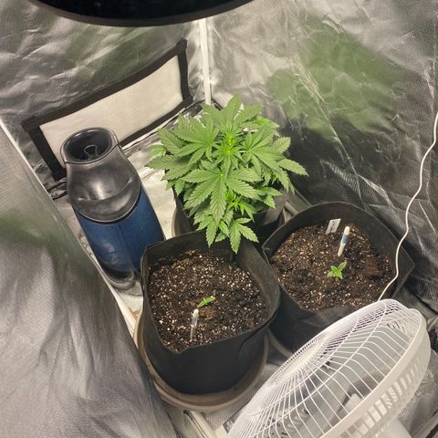 Fast Eddy growlog photo: Rearranged interior of tent (plants, warm mist humidifier, and fan). Adjusted height of grow light above plants, went with 20 - 25 inches. Opened air intake port a bit more as well.