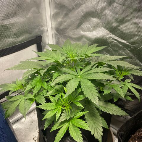 Fast Eddy growlog timeline photo