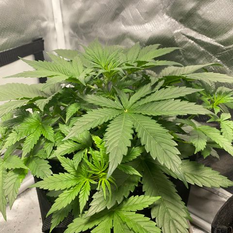 Fast Eddy growlog timeline photo