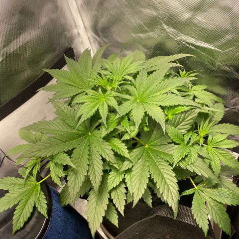 Fast Eddy growlog timeline photo