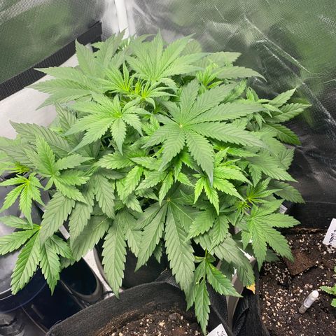 Fast Eddy growlog timeline photo