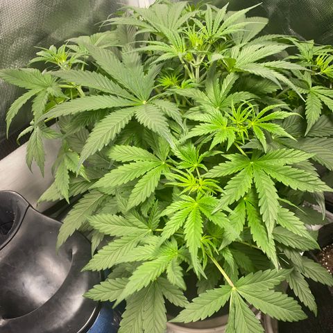 Fast Eddy growlog timeline photo