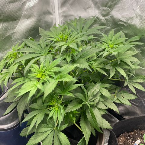Fast Eddy growlog timeline photo