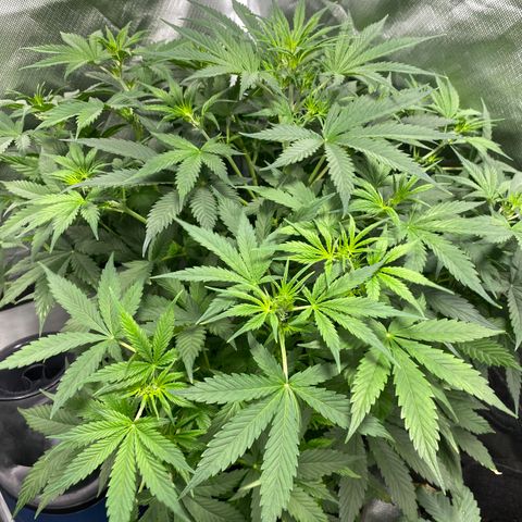 Fast Eddy growlog timeline photo