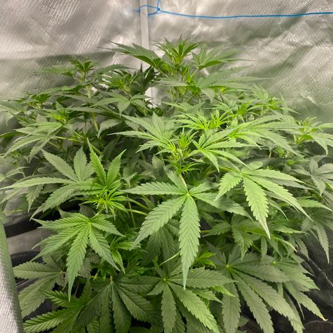Fast Eddy growlog timeline photo
