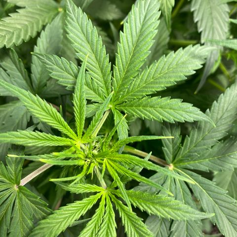 Fast Eddy growlog timeline photo