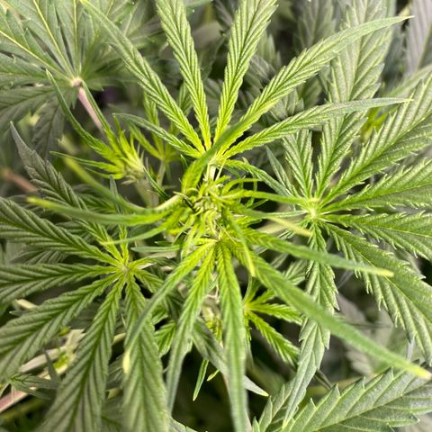 Fast Eddy growlog timeline photo