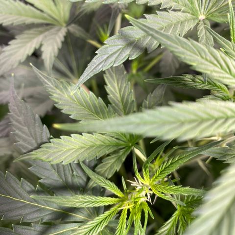 Fast Eddy growlog timeline photo