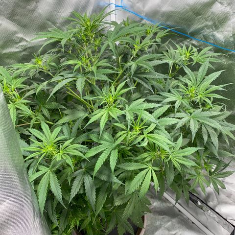 Fast Eddy growlog timeline photo
