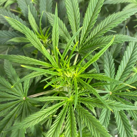 Fast Eddy growlog timeline photo