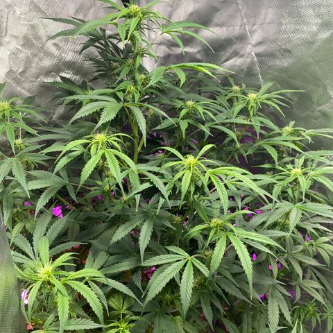 Fast Eddy growlog timeline photo