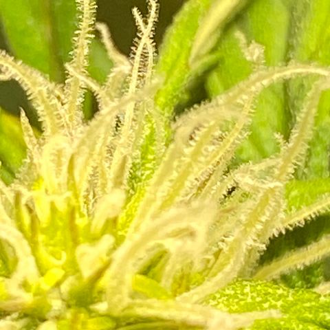 Fast Eddy growlog timeline photo