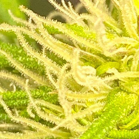 Fast Eddy growlog timeline photo