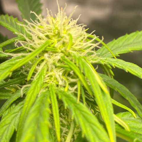 Fast Eddy growlog timeline photo