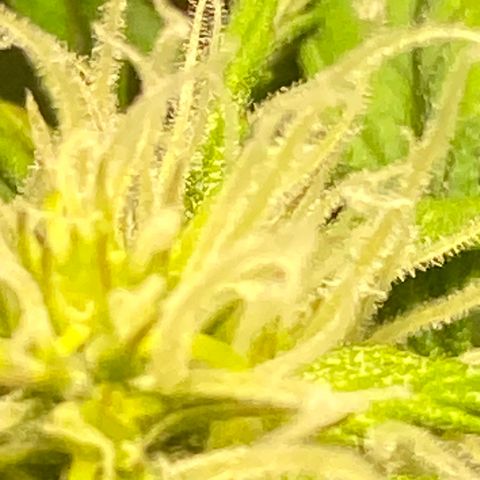 Fast Eddy growlog timeline photo