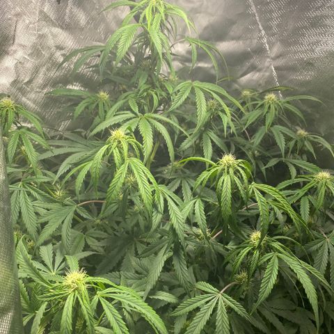 Fast Eddy growlog timeline photo
