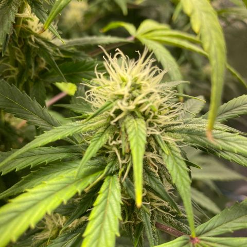 Fast Eddy growlog timeline photo
