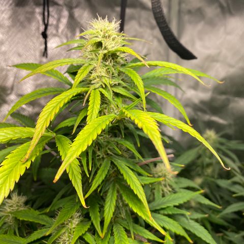 Fast Eddy growlog timeline photo