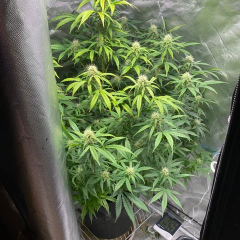 Fast Eddy growlog timeline photo