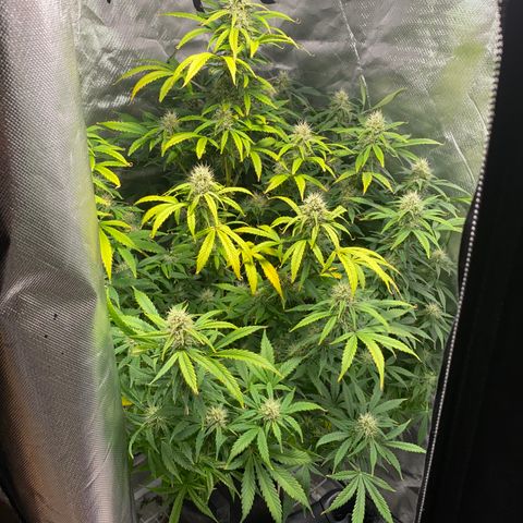 Fast Eddy growlog timeline photo