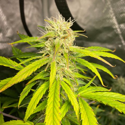 Fast Eddy growlog timeline photo