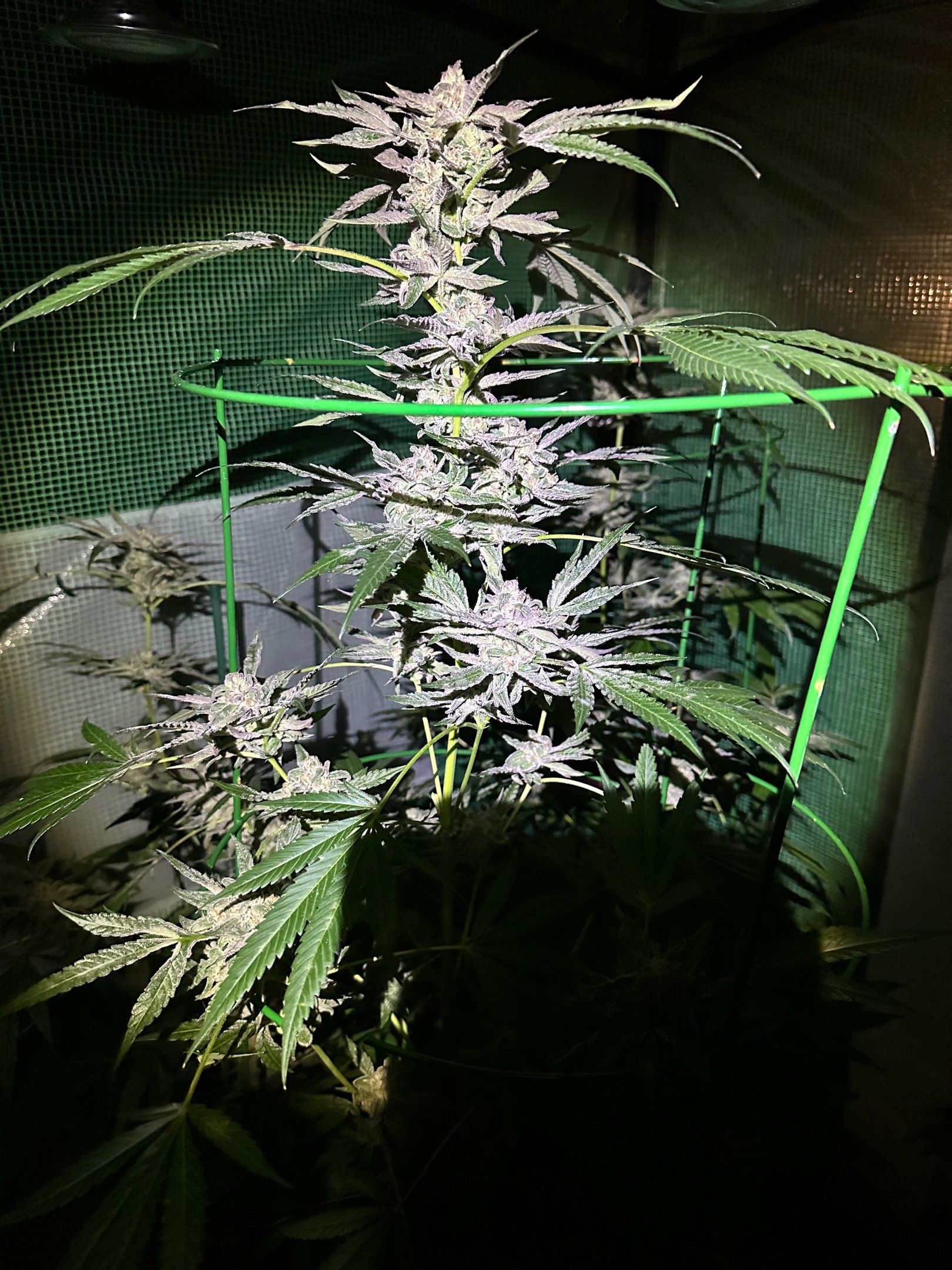 Runtz growlog header