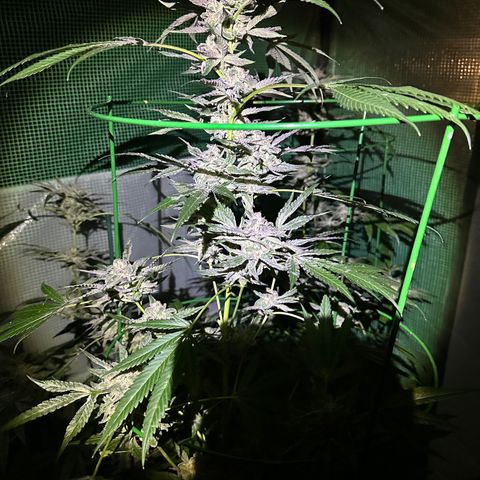 Runtz growlog in Outdoor