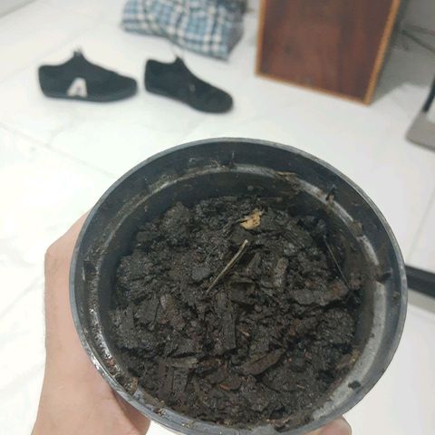Starly growlog photo: Apenas germinado e colocado na terra. Aguardando resultados.