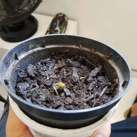 Starly growlog photo: Bem vinda 🥰💚