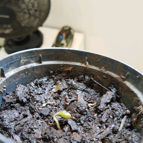 Starly growlog timeline photo