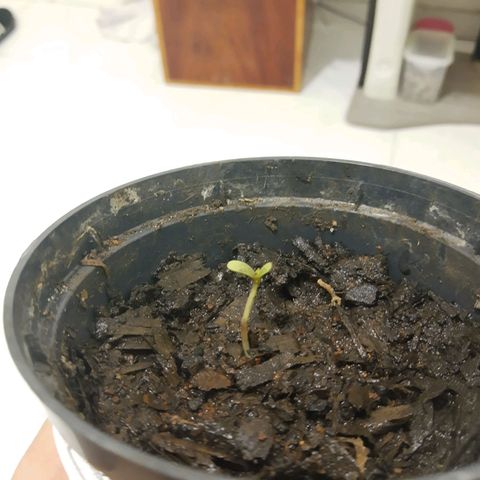 Starly growlog photo: Ferida por 3 horríveis caracóis mas ela vai se recuperar 💚