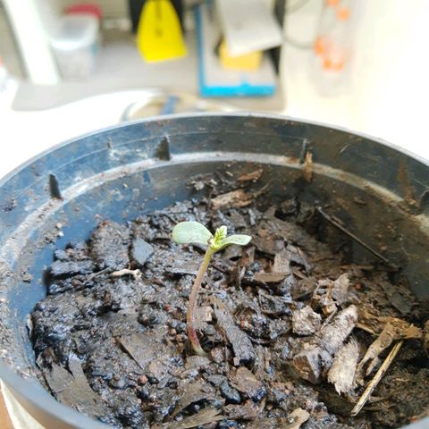 Starly growlog photo: 💚💚💚