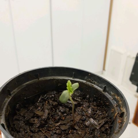 Starly growlog timeline photo