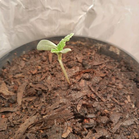 Starly growlog photo: Hoje a Starly ganhou uma pequena fonte de luz temporária 🥰