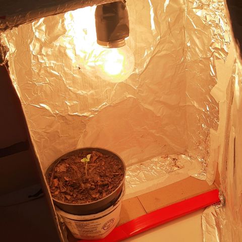 Starly growlog photo: Hoje a Starly ganhou uma pequena fonte de luz temporária 🥰