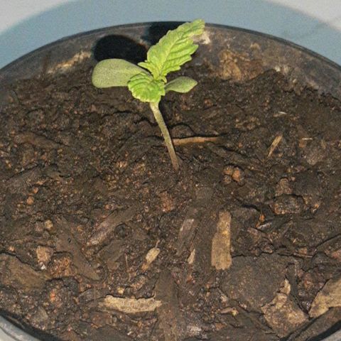 Starly growlog timeline photo