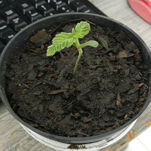Starly growlog timeline photo