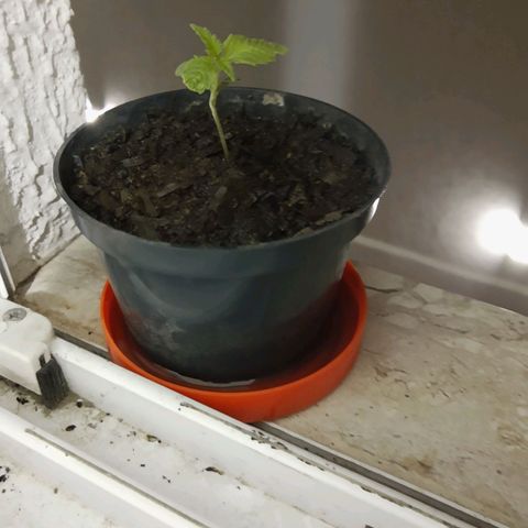 Starly growlog timeline photo