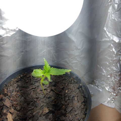 Starly growlog timeline photo
