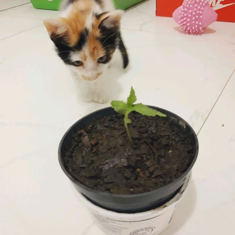 Starly growlog timeline photo