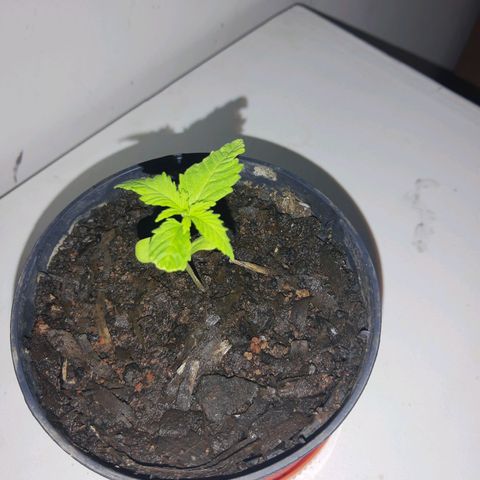 Starly growlog timeline photo