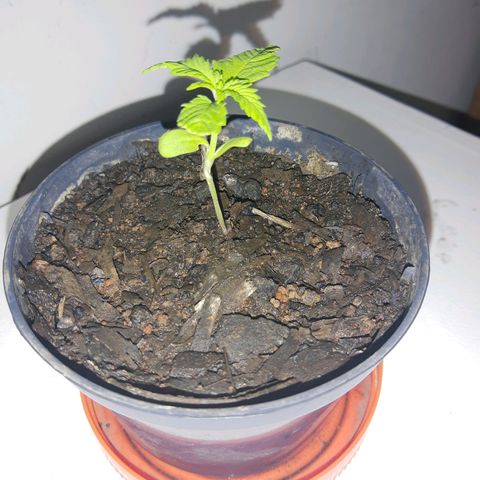 Starly growlog timeline photo