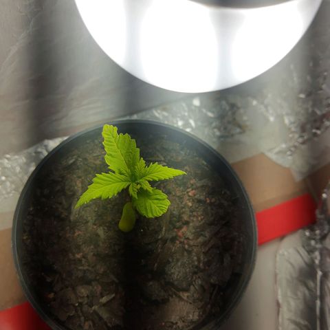 Starly growlog timeline photo
